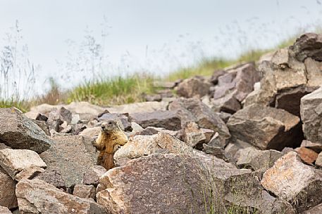 Marmot on the Col Margherita mountain top, Passo San Pellegrino, dolomites, Italy Marmot on the Col Margherita mountain top, Passo San Pellegrino, dolomites, Italy