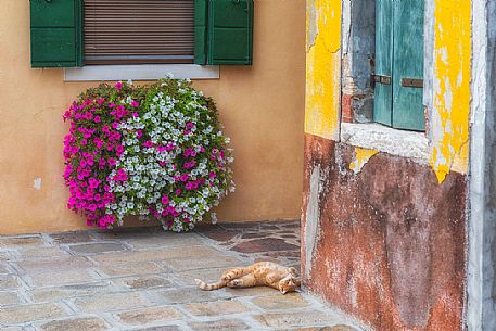 Cat in the alley of Burano village, Venice, Italy