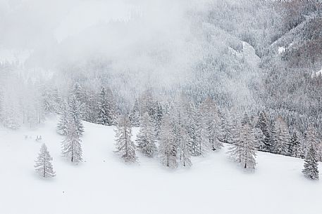 Snowy forest in Bad Kleinkirchheim, Carinthia, Austria, Europe