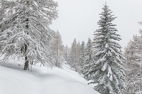 Winter landscape near Maibrunnbahn, Bad Kleinkirchheim, Nockberge mountains, Carinthia, Austria, Europe