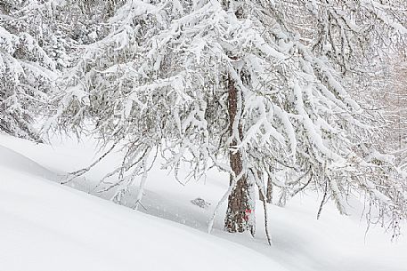 Winter landscape near Maibrunnbahn, Bad Kleinkirchheim, Nockberge mountains, Carinthia, Austria, Europe