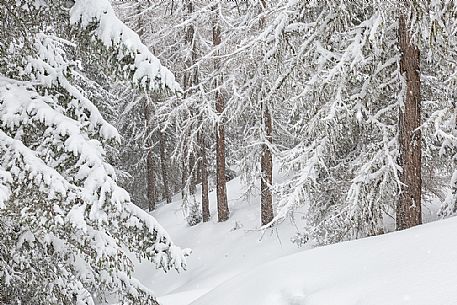 Winter landscape near Maibrunnbahn, Bad Kleinkirchheim, Nockberge mountains, Carinthia, Austria, Europe