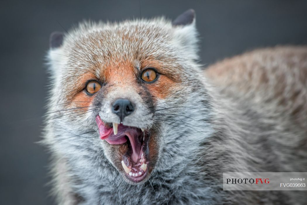 Red Fox in winter dress. He had just woken up and yawned.