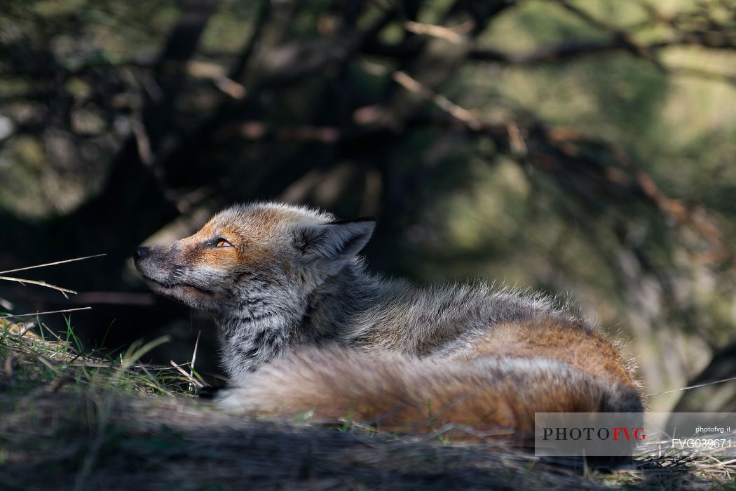 Red fox in the undergrowth