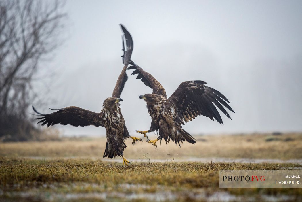 Air battle between two young white tailed eagles
