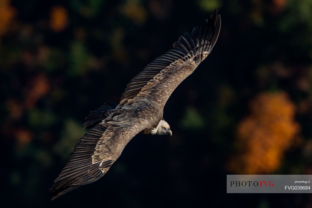 Griffon vulture in flight in the Verdon gorge, Provence, France, Europe