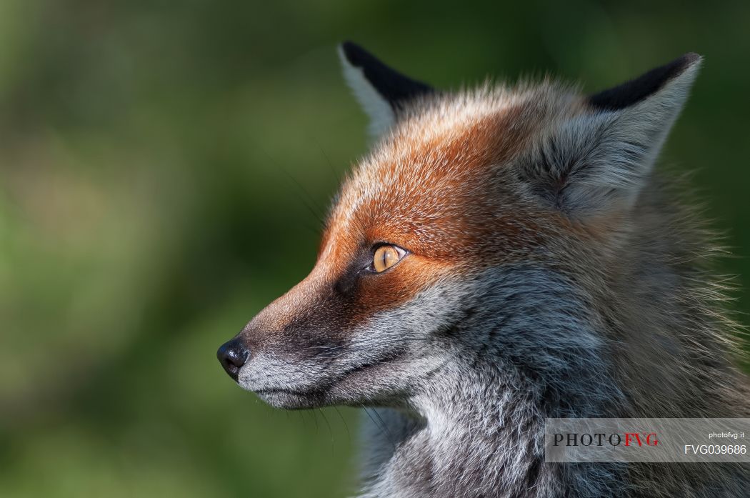 Portrait of red fox