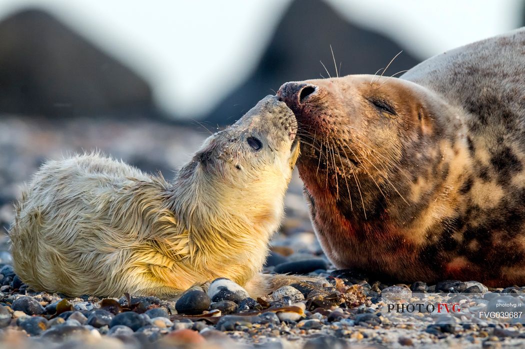 First contact between grey seal puppy and mother