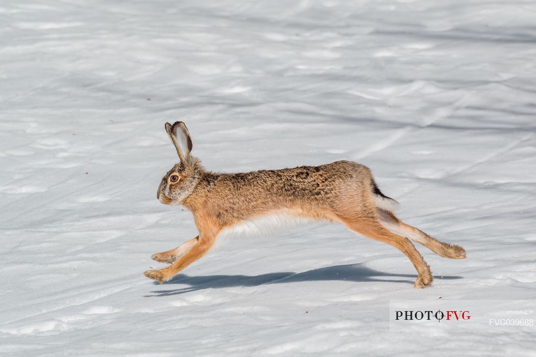 Hare on the snow