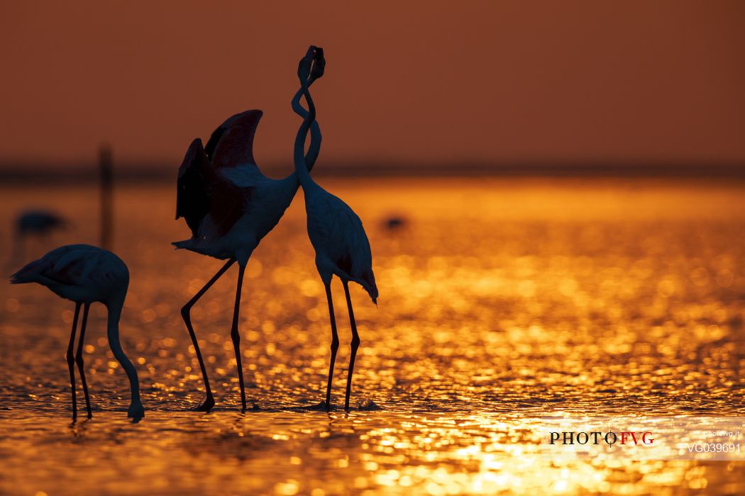 Short quarrel between two pink flamingos at sunrise, Camargue, France