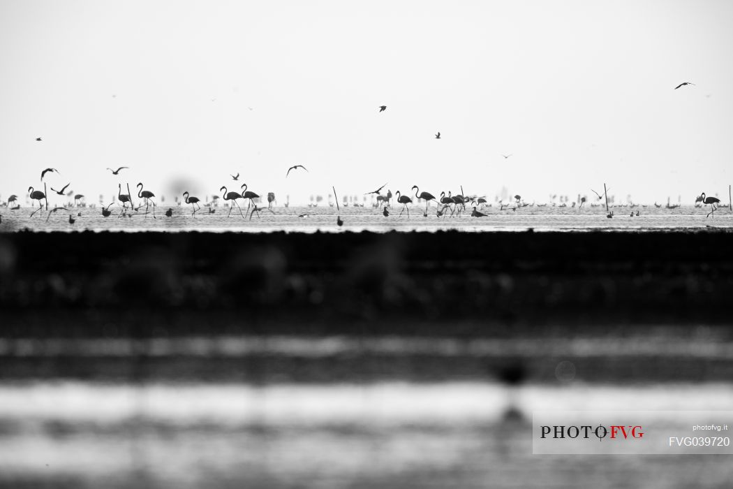 Flamingos in the pond near Saintes Maries de la mer, Camargue, France