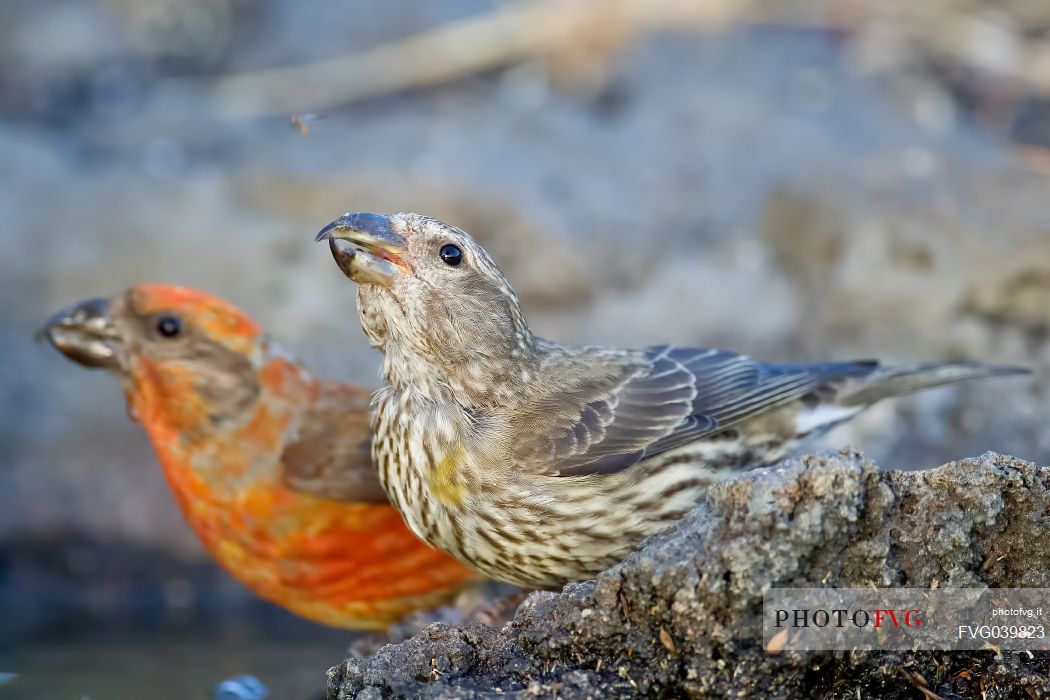 Pair of Crossbill, loxia curvirostra