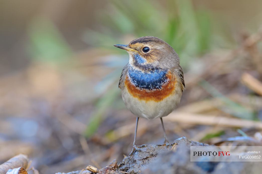 Portrait of Bluethroat, Luscinia svecica 