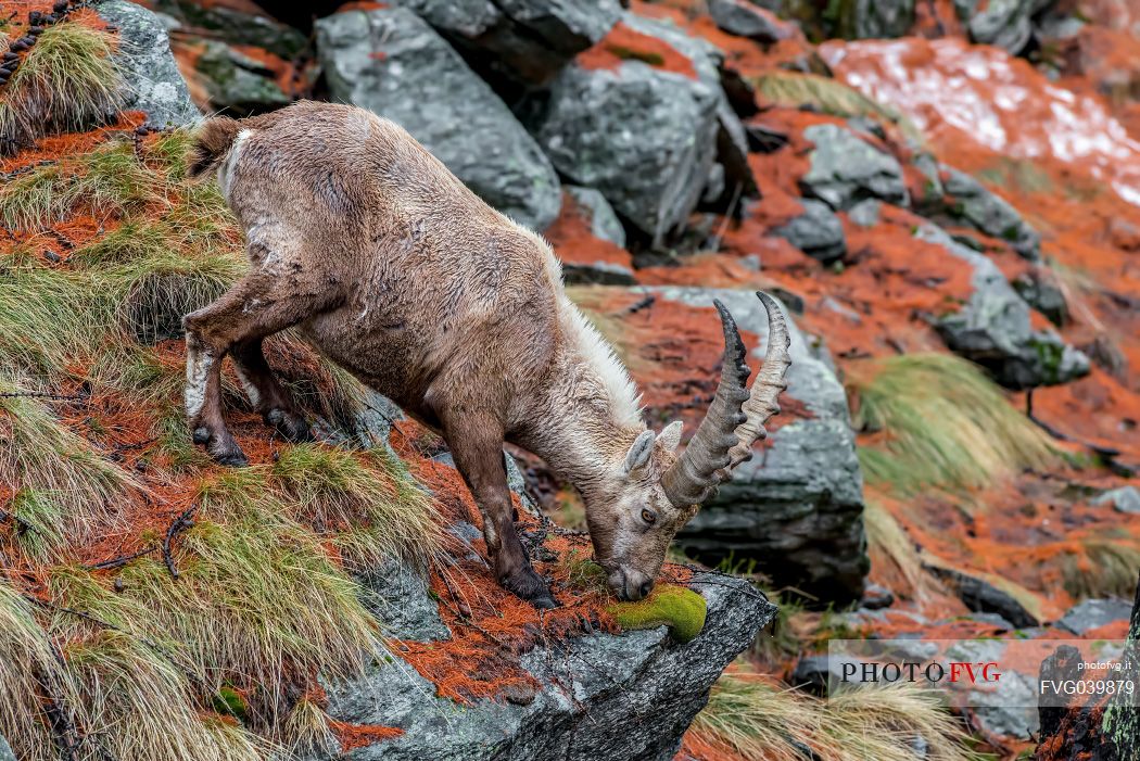 Ibex, capra ibex