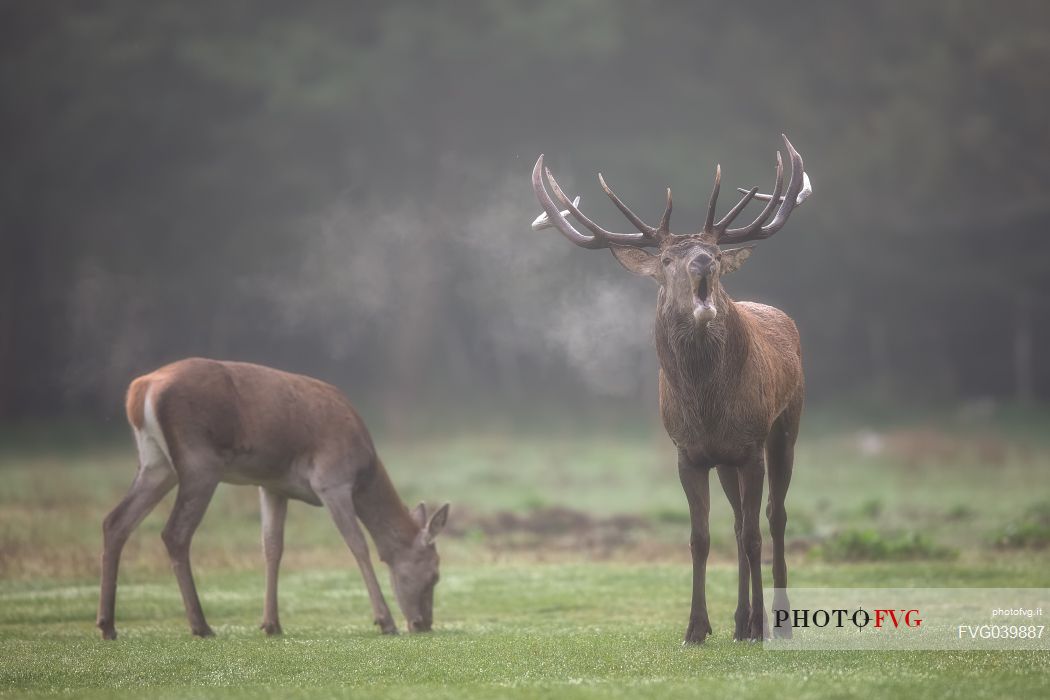 Deer male with big horns bugling, Abruzzo national park, Abruzzo, Italy