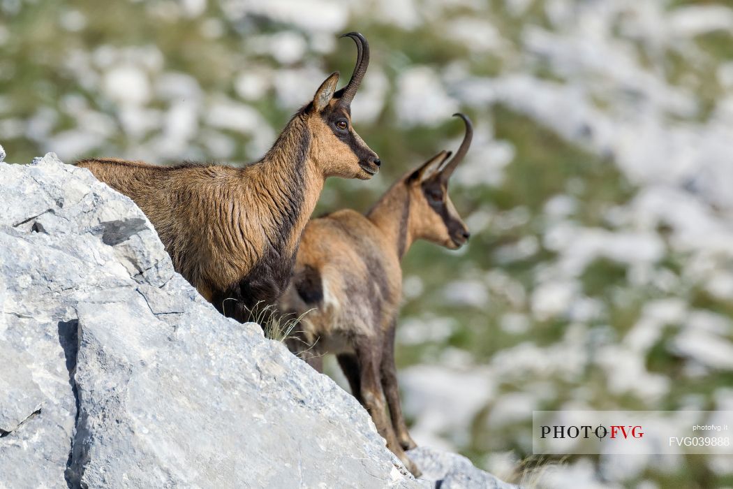 Chamois portrait, Rupicapra pyrenaica ornata, Abruzzo national park, Italy