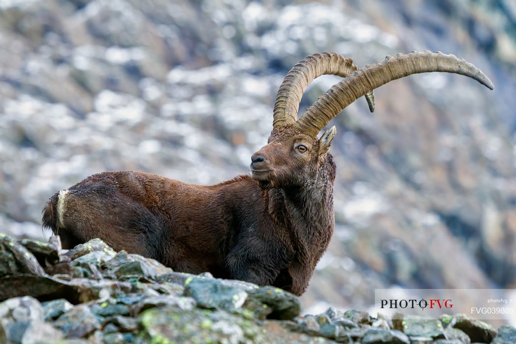 Ibex, capra ibex