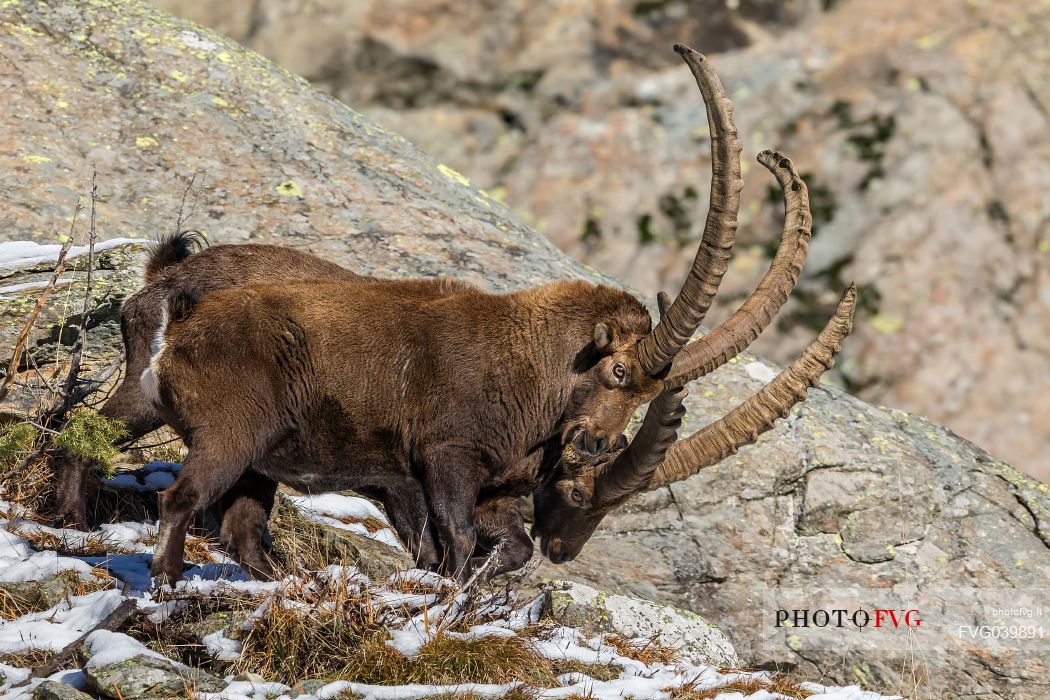 Ibex, capra ibex, fight