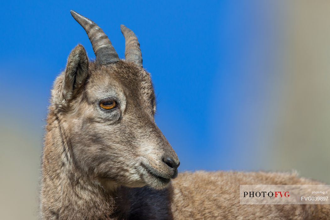 Portrait of young alpine Ibex, Capra ibex
