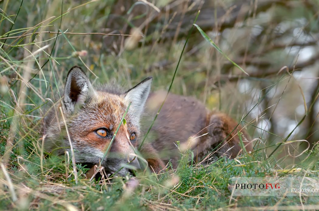 Red fox