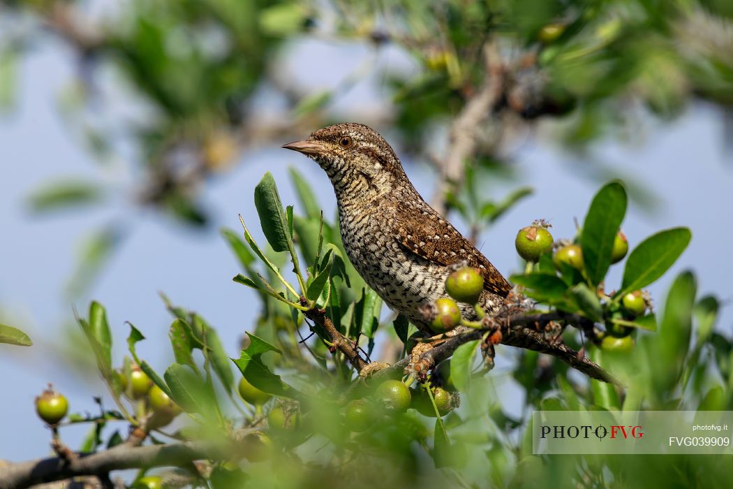 Eurasian wryneck, Jynx torquilla