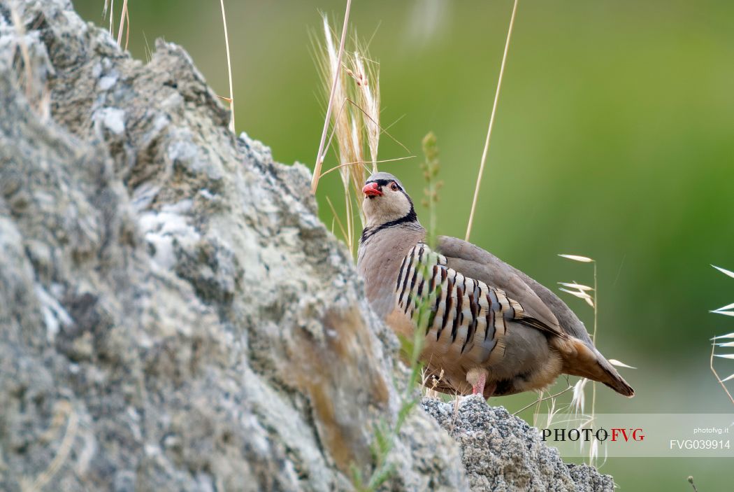 Sicilian Rock partridge, Italy