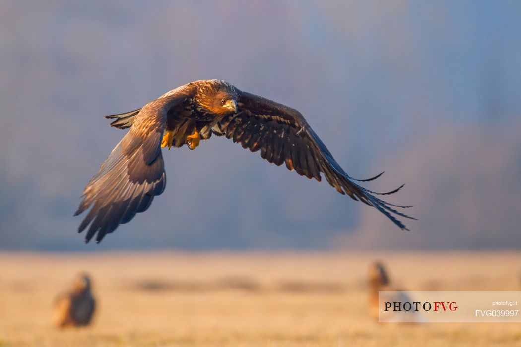 White-tailed eagle, Poland