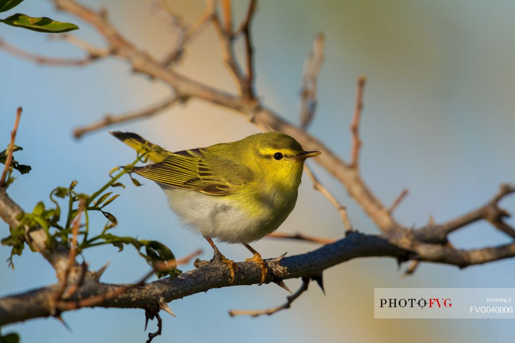 Wood warbler