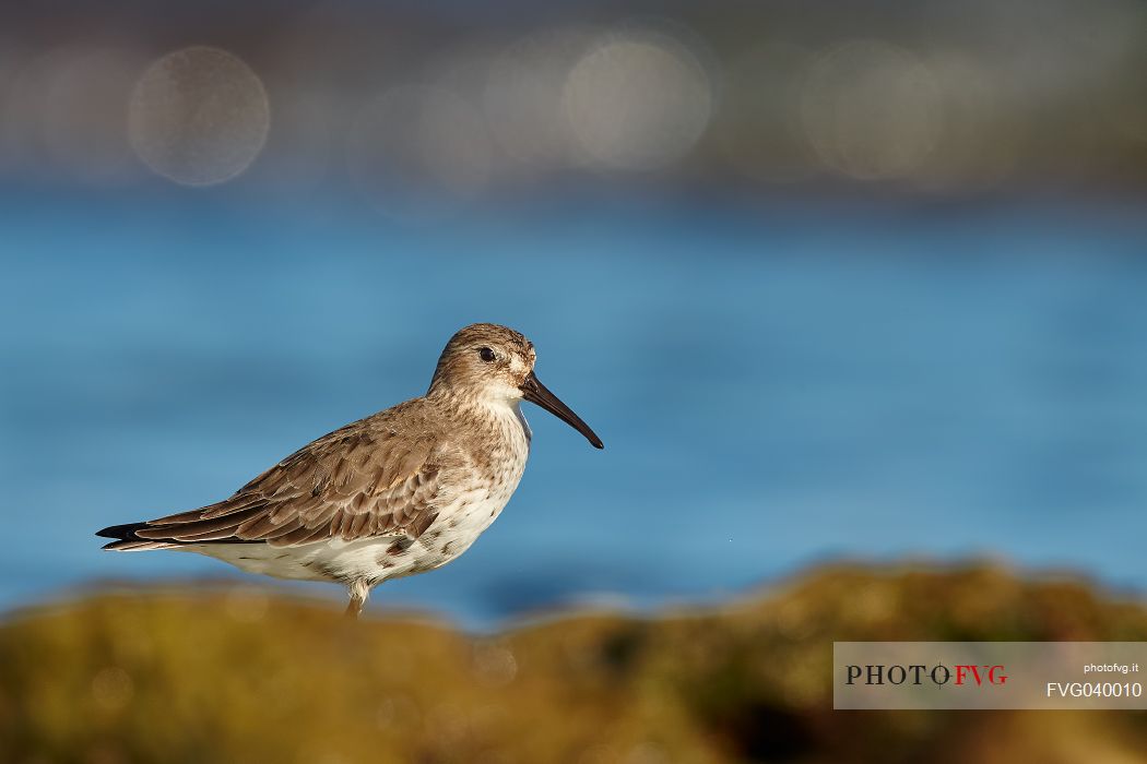 Dunlin, Calidris alpina