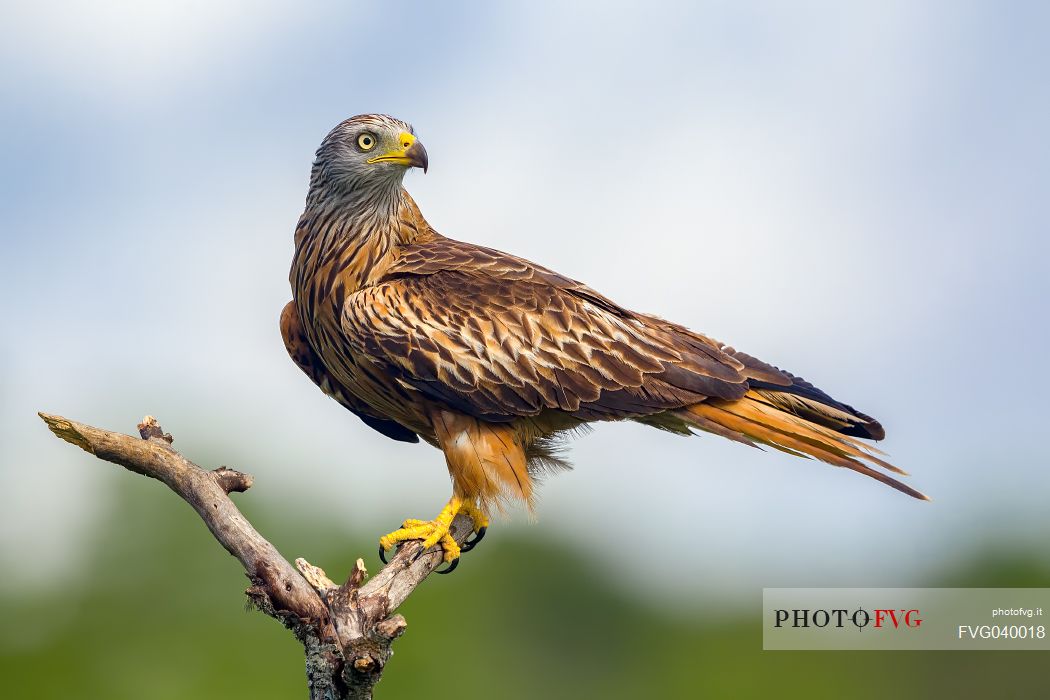 Red kite, Milvus milvus