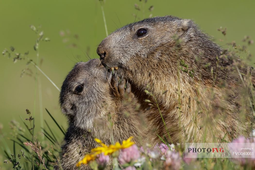 Alpine marmots (marmota marmota), mom and puppy