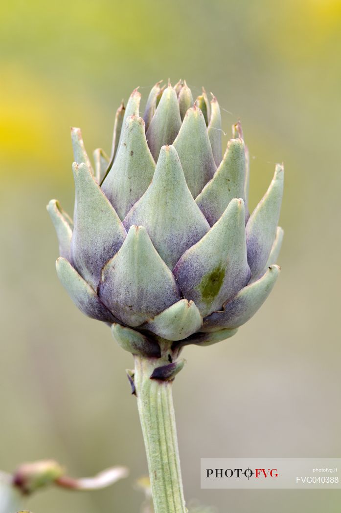 Artichoke in nature