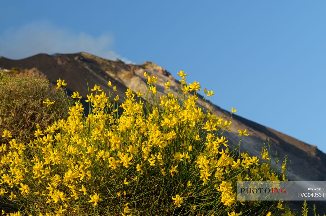 broom bloom in Stromboli island, Sicily, Italy, Europe