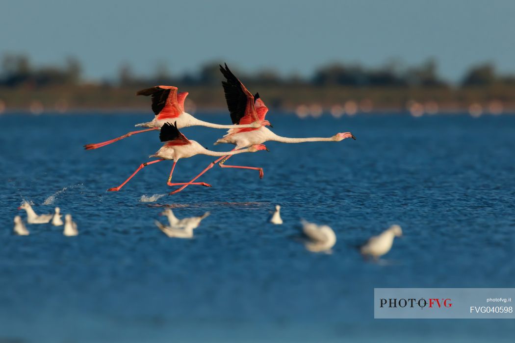 Pink Flamingo, Phoenicopterus roseus, in fly, Camargue, Provence, France, Europe