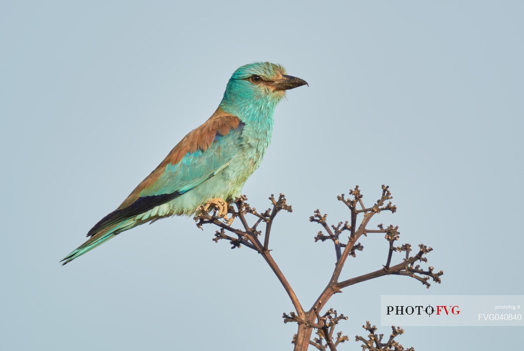 Portrait of European roller, Coracias garrulus