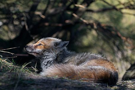 Red fox in the undergrowth