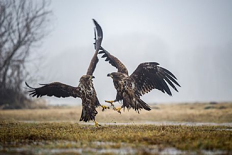 Air battle between two young white tailed eagles