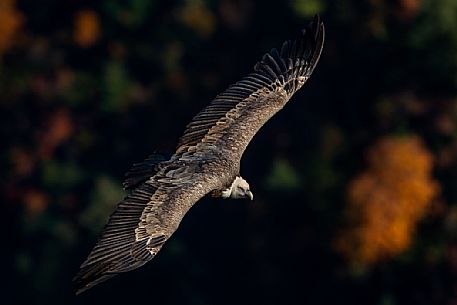 Griffon vulture in flight in the Verdon gorge, Provence, France, Europe Griffon vulture in flight in the Verdon gorge, Provence, France, Europe