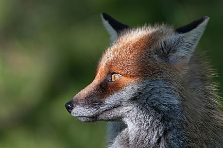 Portrait of red fox