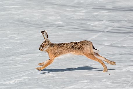 Hare on the snow