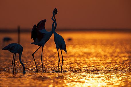 Short quarrel between two pink flamingos at sunrise, Camargue, France