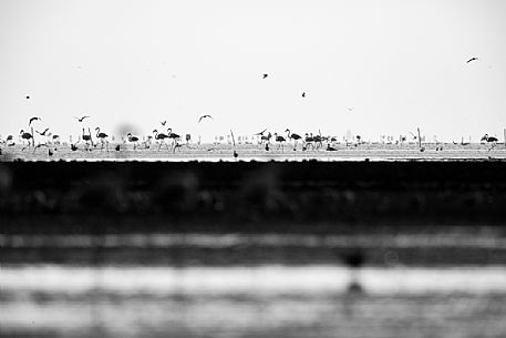 Flamingos in the pond near Saintes Maries de la mer, Camargue, France