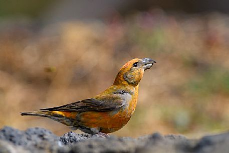 Crossbill, loxia curvirostra