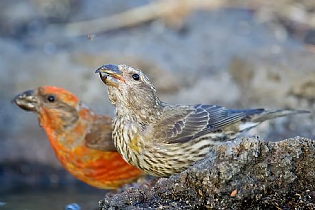 Pair of Crossbill, loxia curvirostra