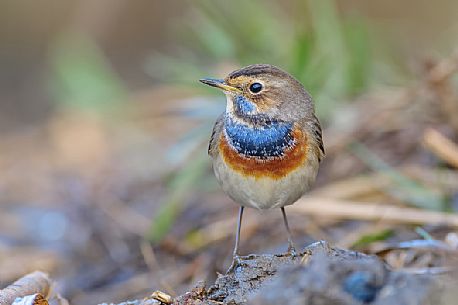 Portrait of Bluethroat, Luscinia svecica 