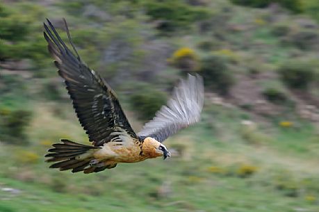 Bearded vulture, Gypaetus barbatus, in flight