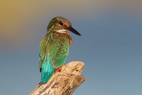 Kingfisher, Alcedo atthis