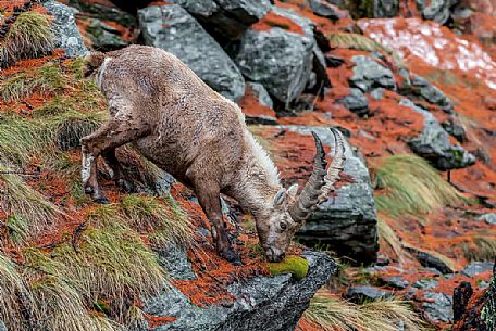 Ibex, capra ibex