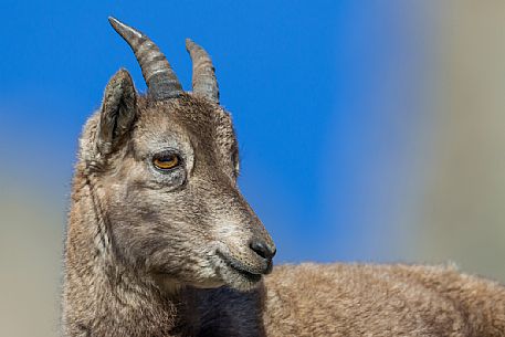 Portrait of young alpine Ibex, Capra ibex
