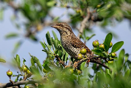 Eurasian wryneck, Jynx torquilla